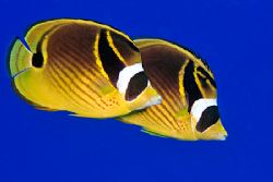 Pair of raccoon butterflyfish. Canon 20D, Canon 60mm macr... by Kristin Anderson 